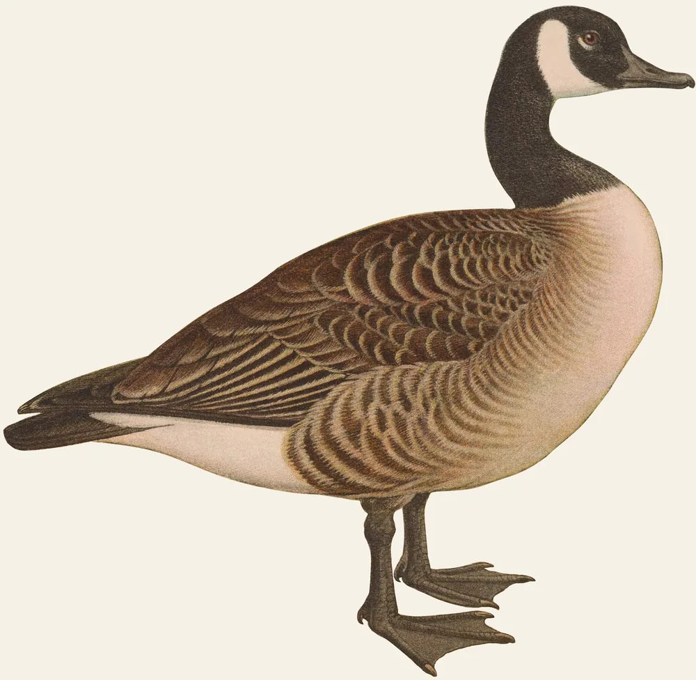 A Canada Goose with a black neck, a white cheek patch and a brown barred body standing in profile on a plain background