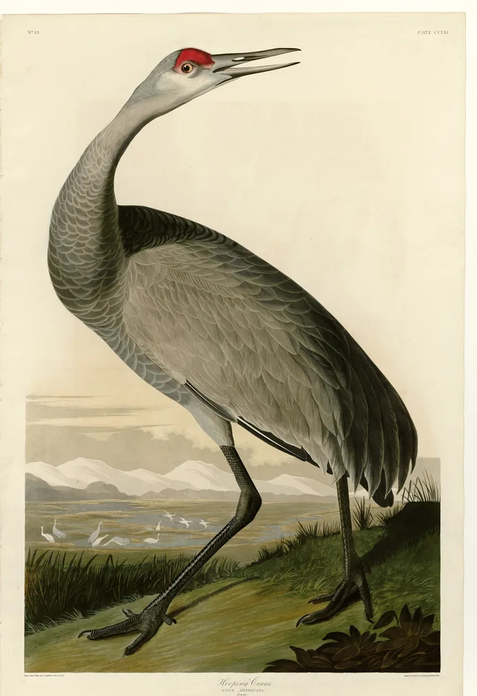 A tall gray Sandhill Crane with a red crown calling with its bill open, with small white cranes feeding in a marsh far behind