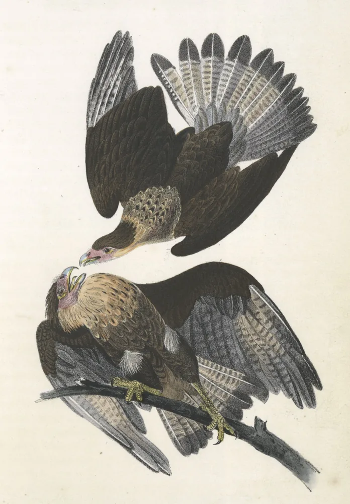 Two Crested Caracaras with pale faces and dark crowns, one perched on a branch and one landing above it with wings raised