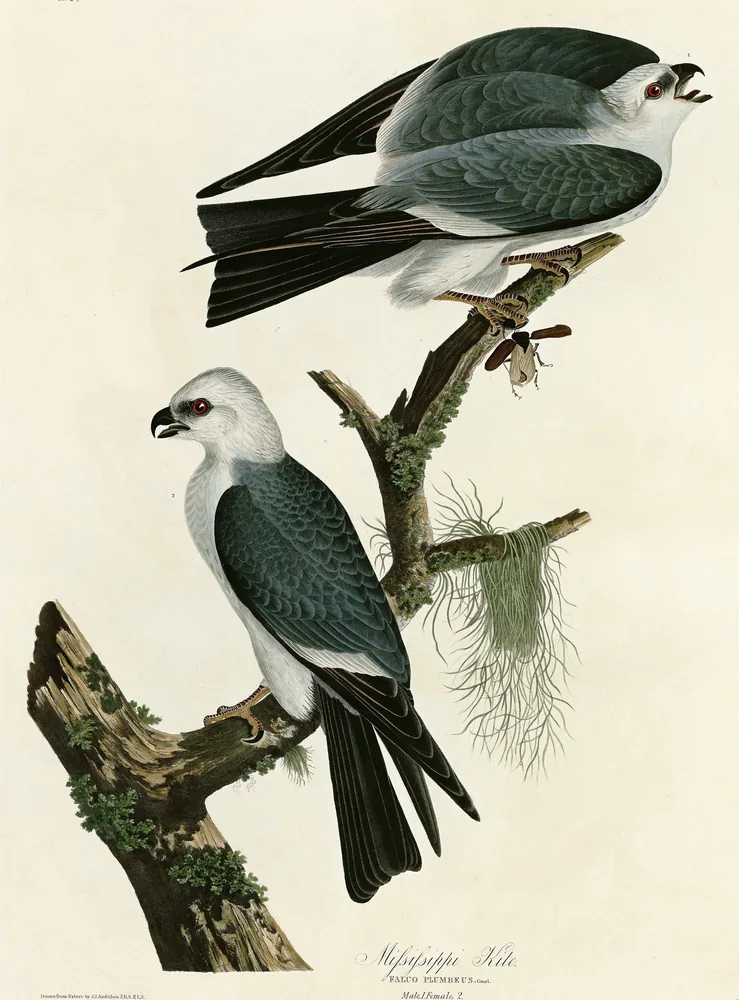Two gray Mississippi Kites with pale heads and red eyes on a mossy branch, one holding a large insect