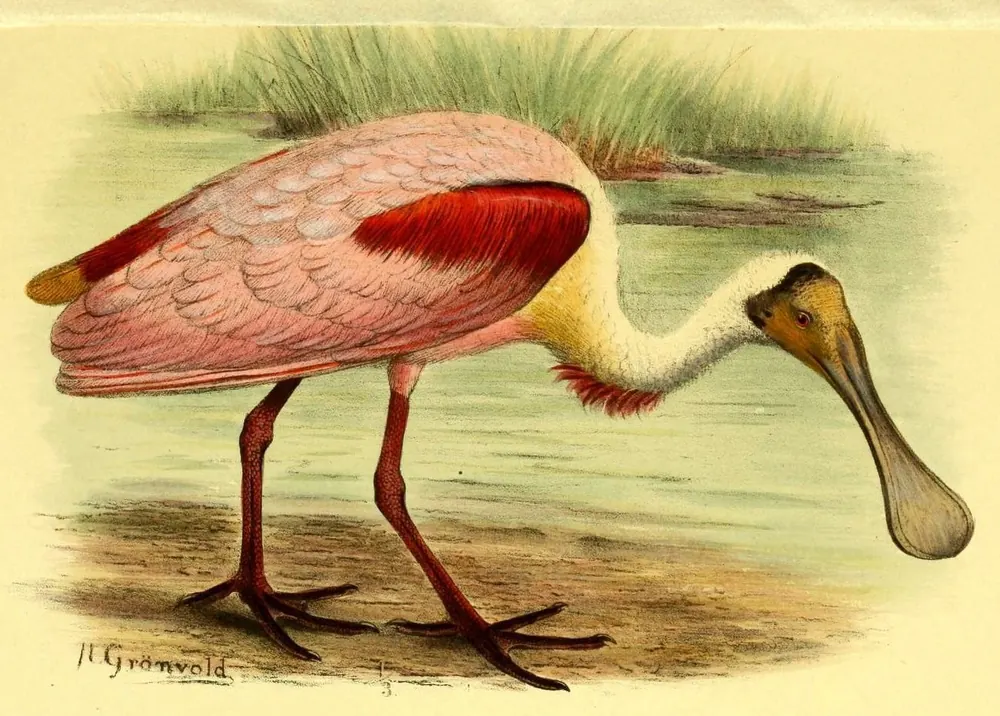 A pink Roseate Spoonbill with a long flat spoon-shaped bill wading at the edge of a marsh