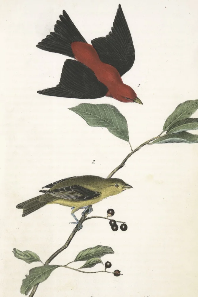A red and black male Scarlet Tanager flying above a yellow-green female perched on a branch with dark berries