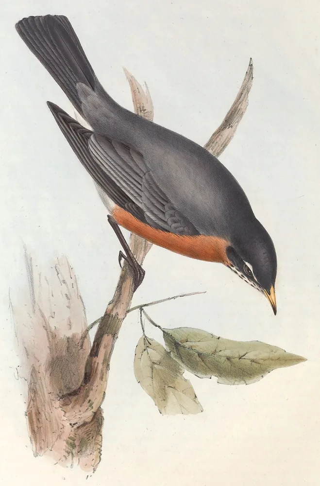 An American Robin with a grey back and orange breast leaning forward on a branch above a few leaves
