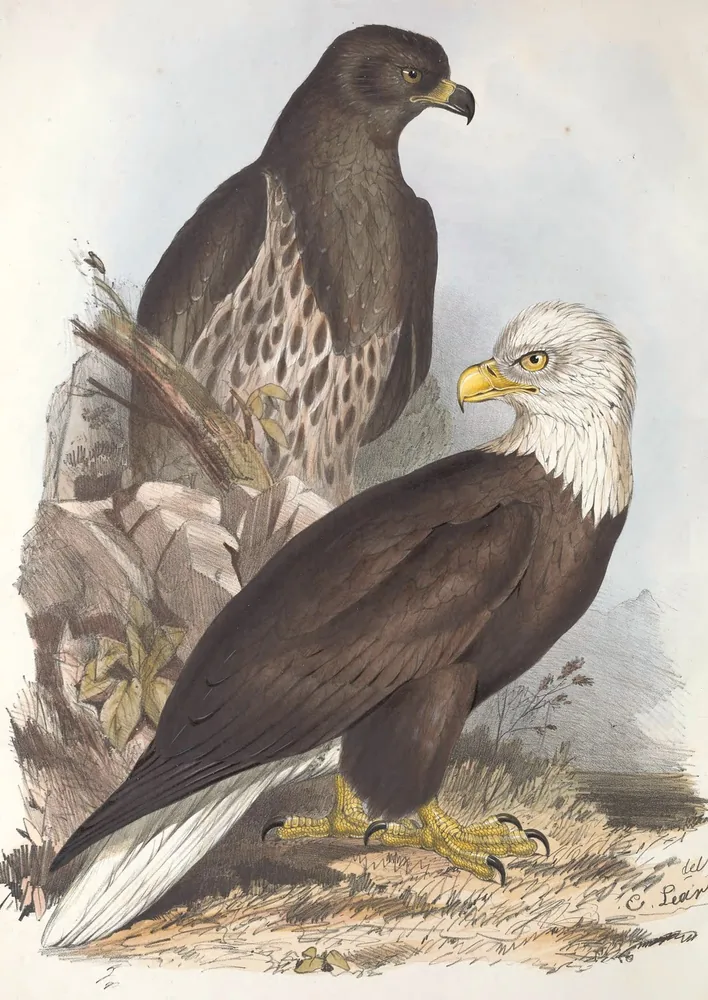An adult Bald Eagle with a white head in front of a dark brown young eagle on a rock