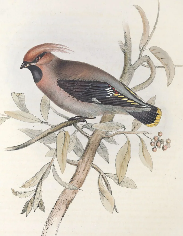 A crested grey-brown Bohemian Waxwing perched on a pale branch