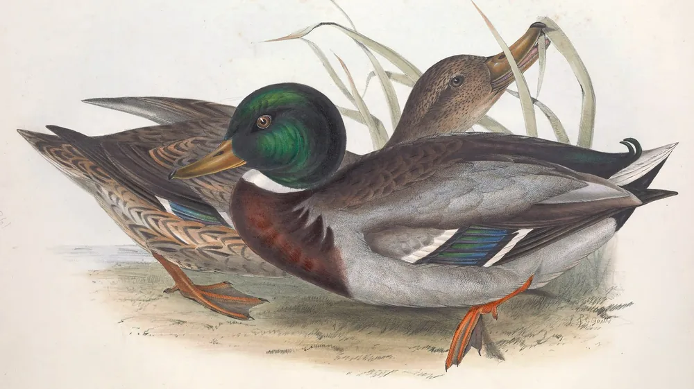 A male Mallard with a glossy green head resting beside a brown female at the water's edge