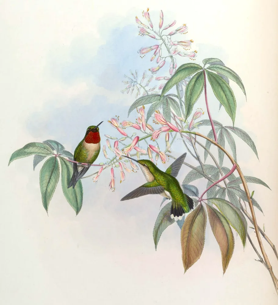 A male and a female Ruby-throated Hummingbird beside a plant with pink flowers