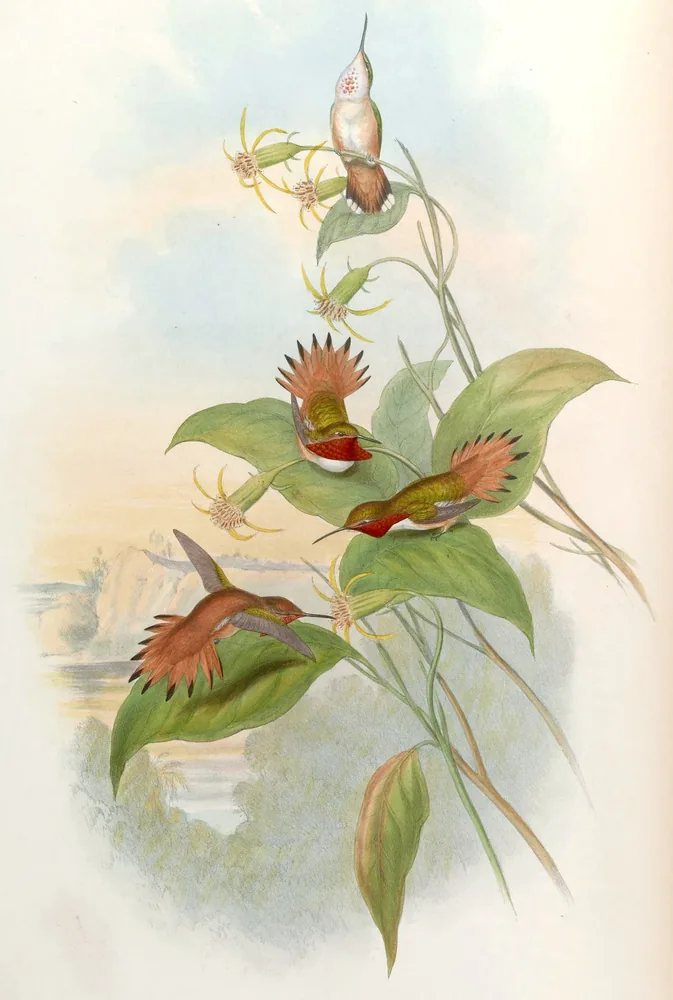 Rufous Hummingbirds with orange feathers perched and hovering among green leaves