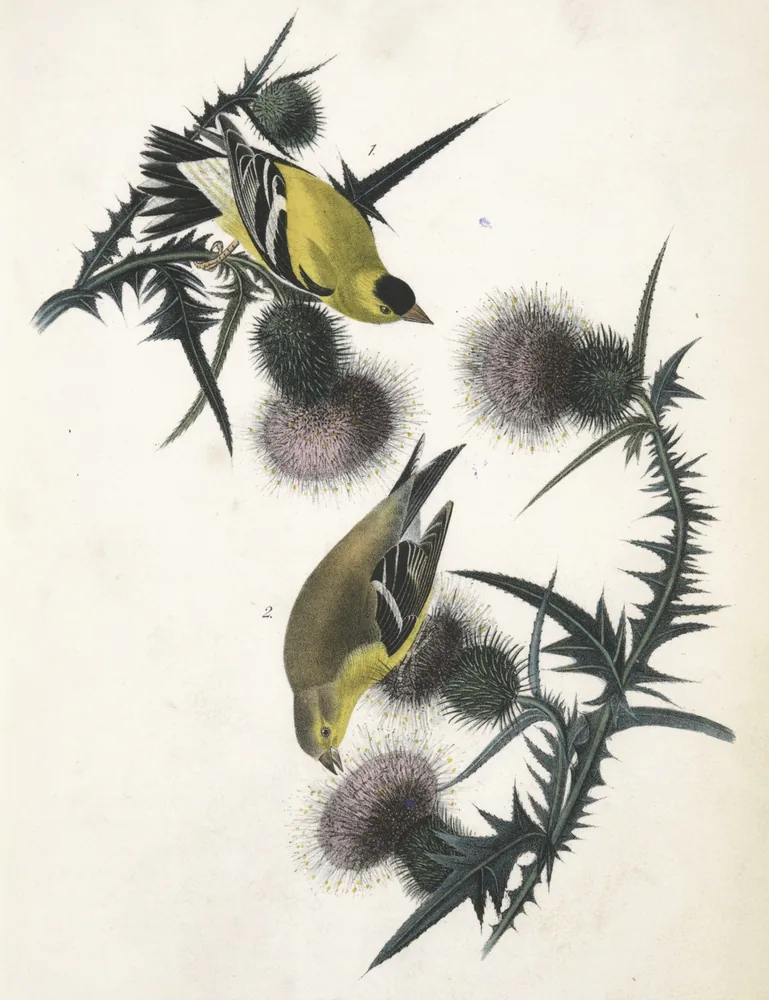 A yellow male and an olive female American Goldfinch perched on spiky purple thistles
