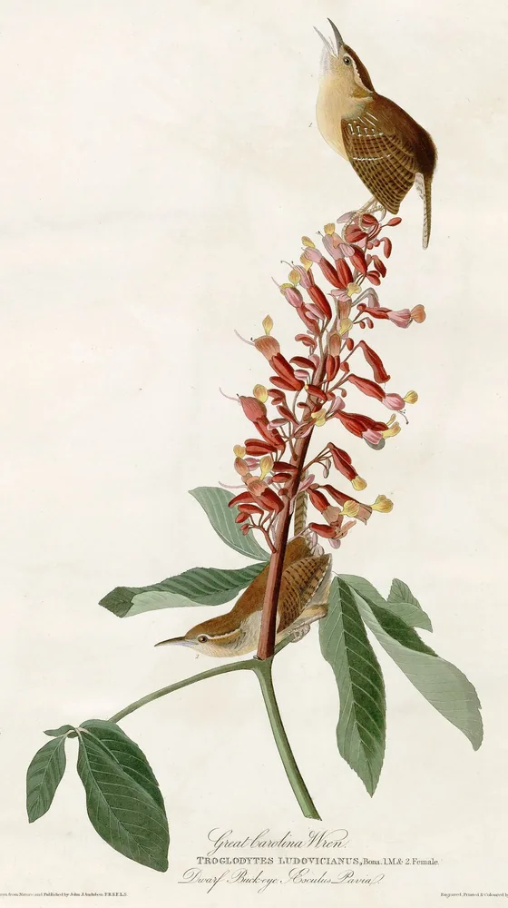 Two brown Carolina Wrens on a tall stalk of red flowers, one perched at the very top