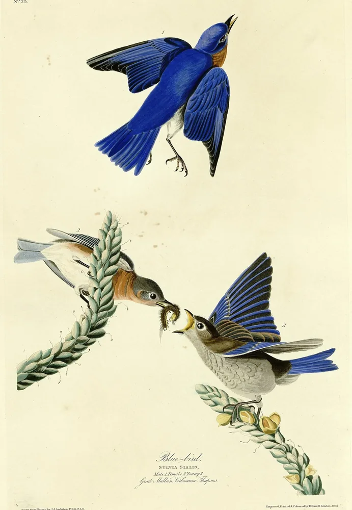 Three Eastern Bluebirds, one flying and two on a flowering stalk, one feeding the other