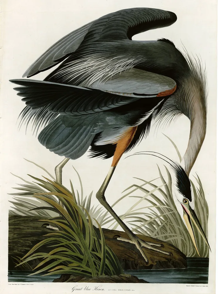A Great Blue Heron bending its long neck low over marsh grass