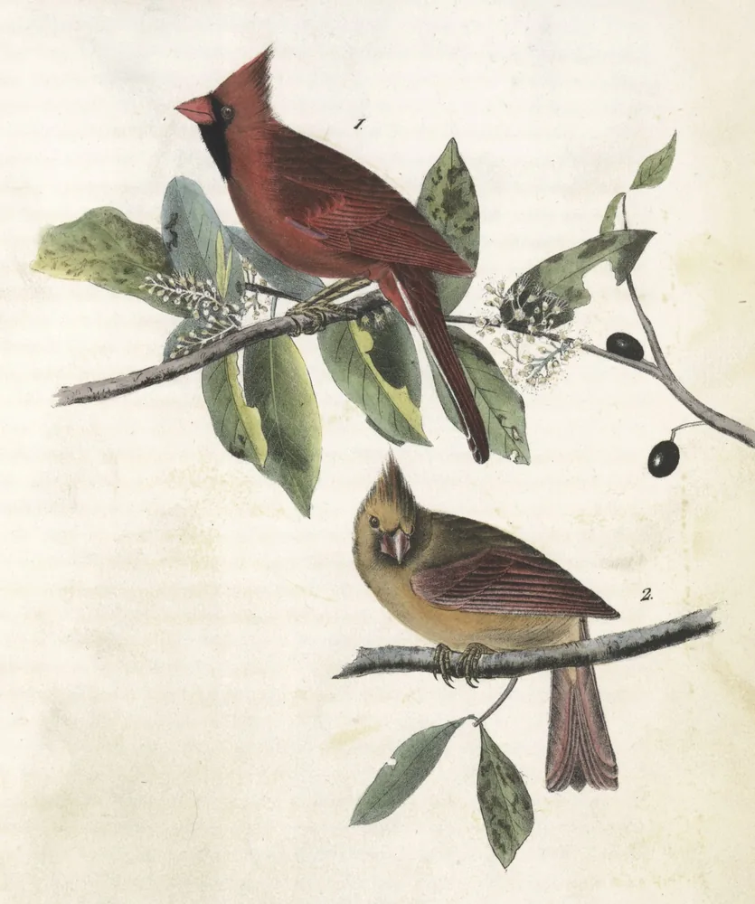 A red male and a brown female Northern Cardinal perched on a leafy branch