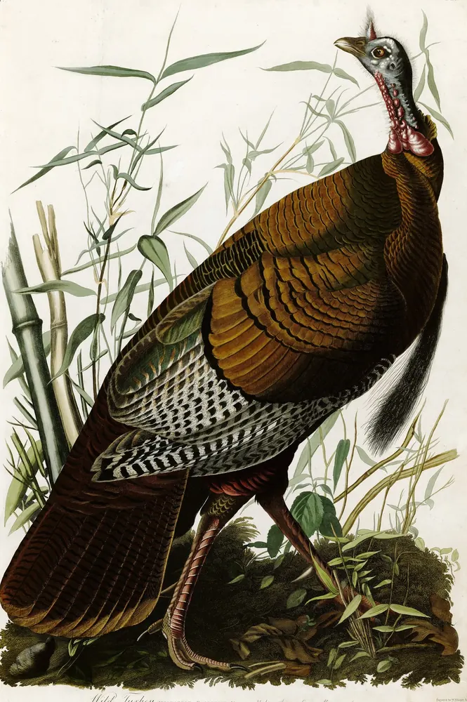 A male Wild Turkey with bronze feathers walking through tall cane