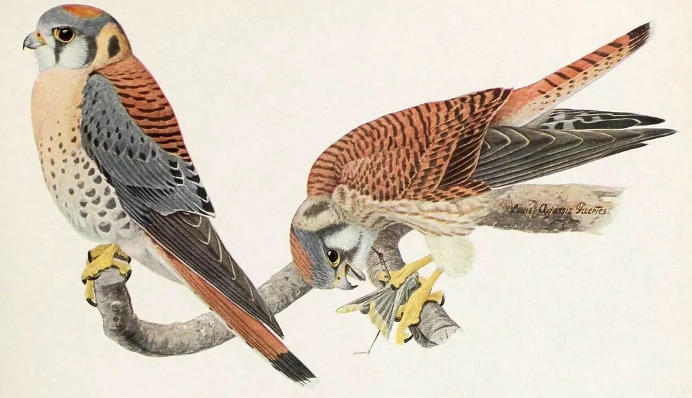 A male American Kestrel with blue-grey wings and a rust-brown female holding a grasshopper, perched on a pale branch