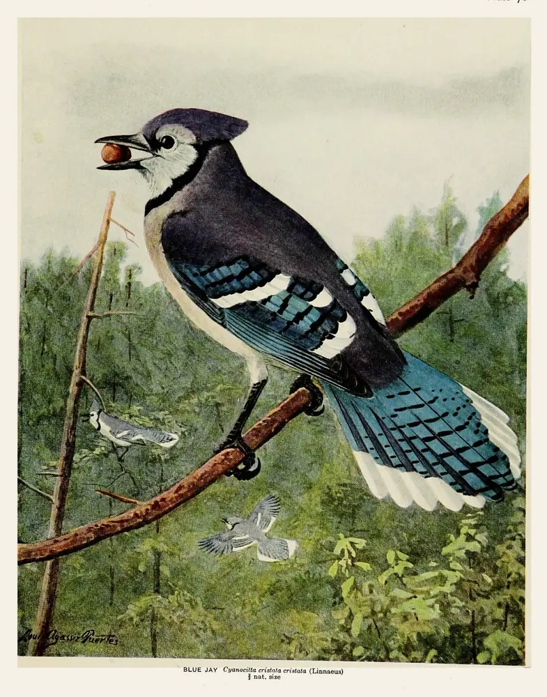 A Blue Jay with an acorn in its bill perched on a branch above a green forest