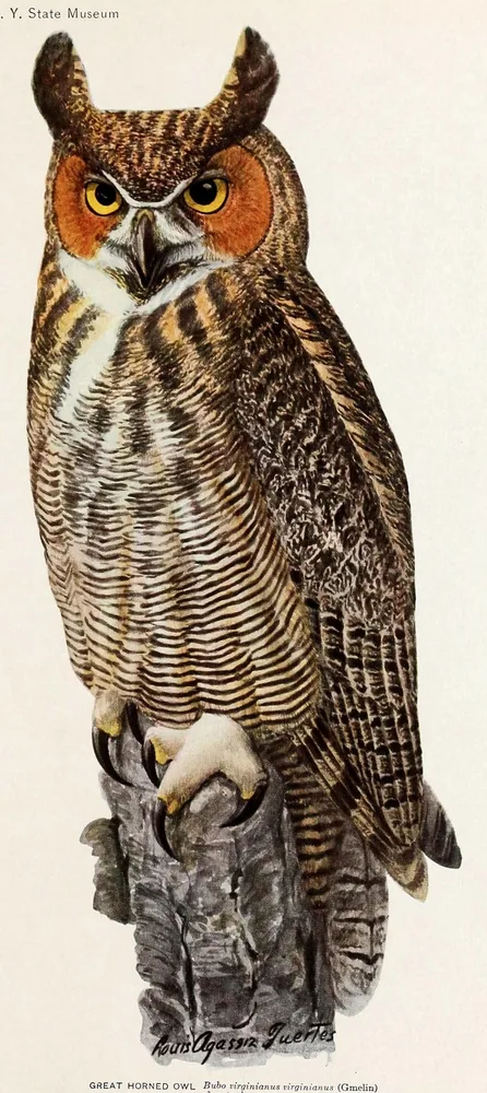 A Great Horned Owl perched on a stump, staring straight out with orange eyes