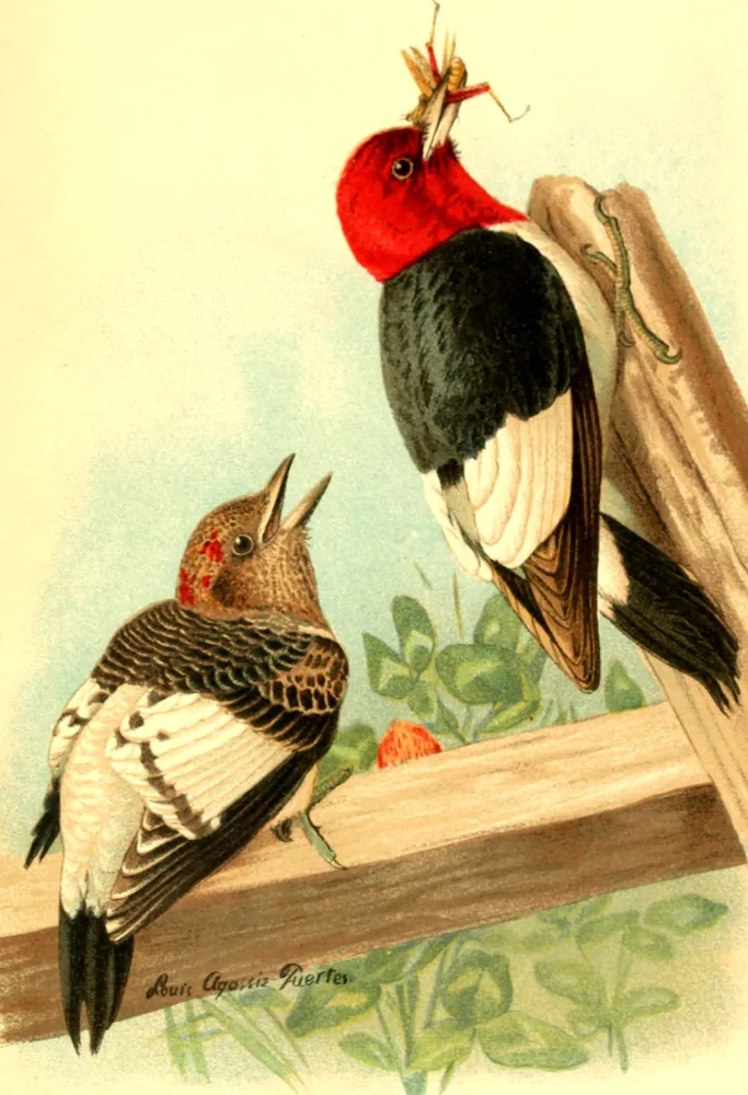 An adult Red-headed Woodpecker on a fence post with a brown-headed young bird below