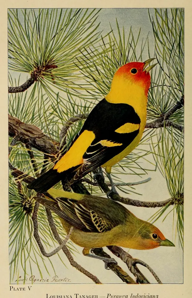 A yellow and black Western Tanager with a red head perched in a pine, with a duller female below