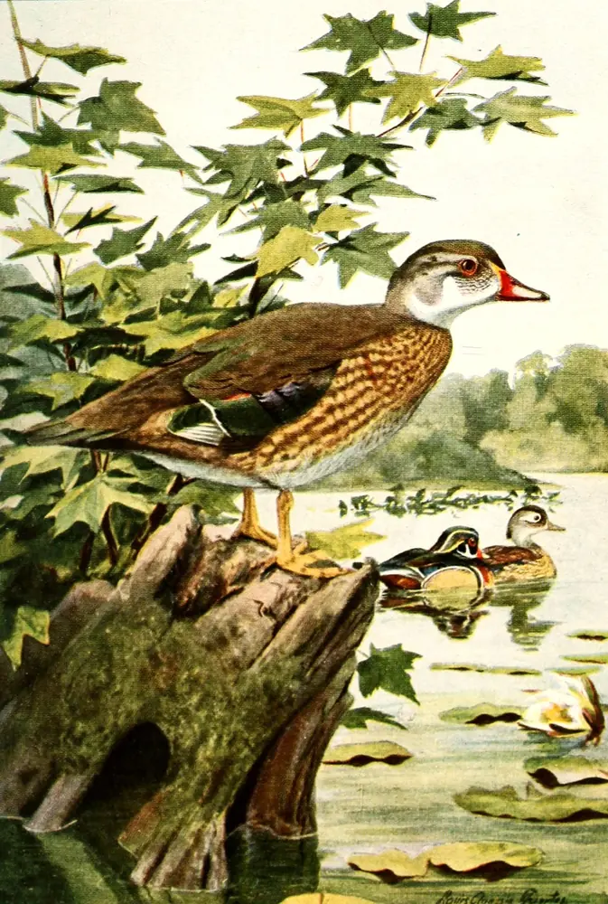 A Wood Duck with a red bill standing on a mossy stump, with a bright male and a brown female on the pond behind