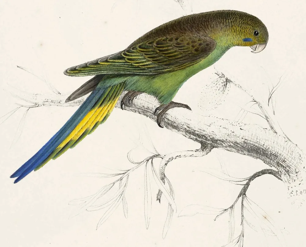 A green and yellow budgerigar with a long blue tail and a small blue cheek patch, perched on a pale sketched branch