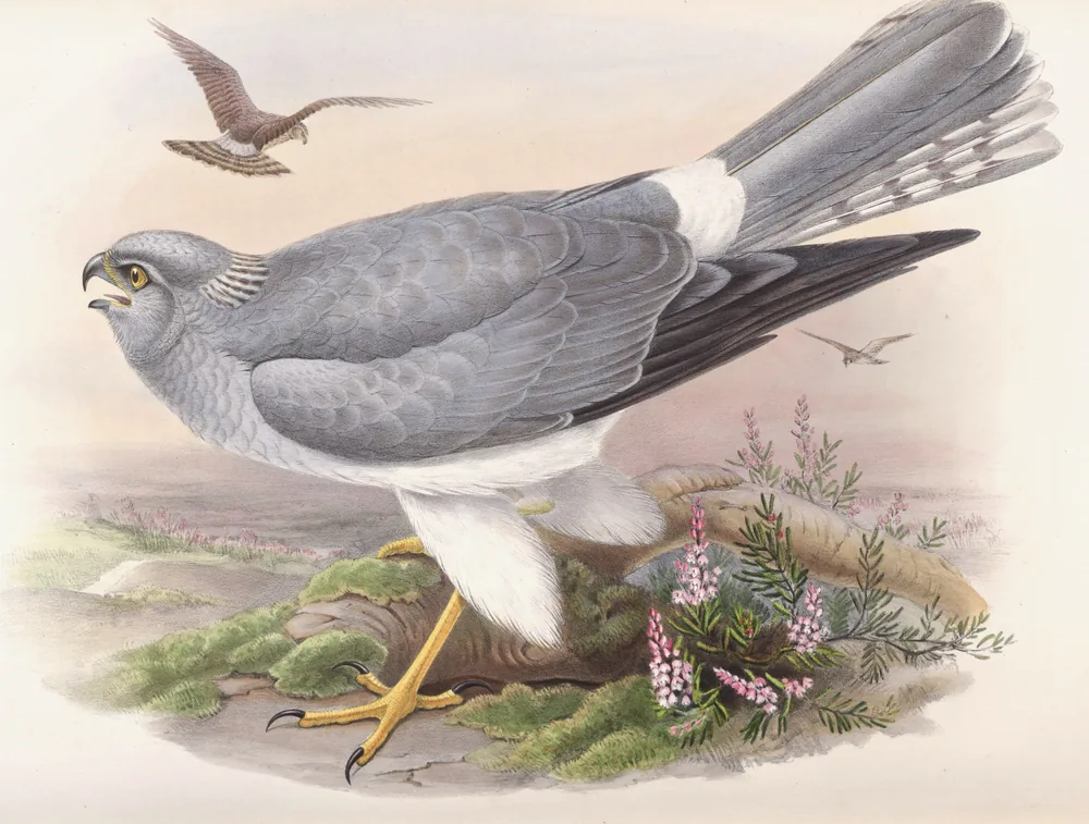 A pale gray male harrier with yellow legs and a white rump standing on moss beside pink heather, a brown harrier flying behind it