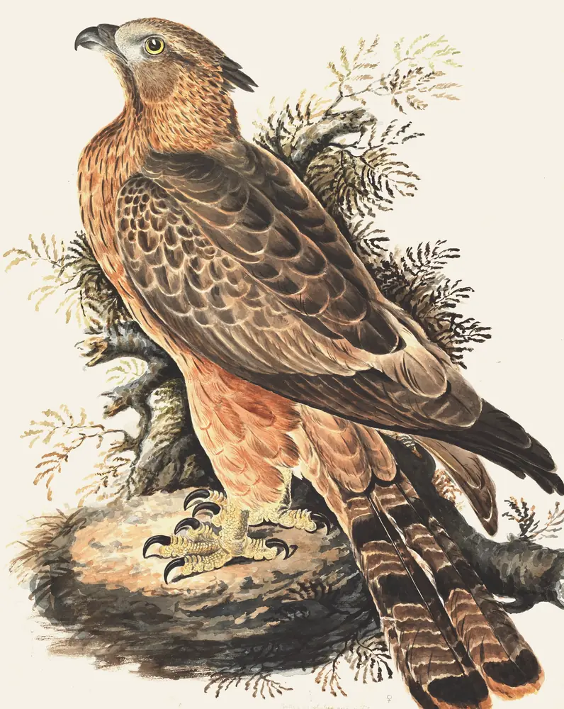 A brown hawk with a rusty breast, a short crest, yellow eyes and a long barred tail, perched on a mossy rock