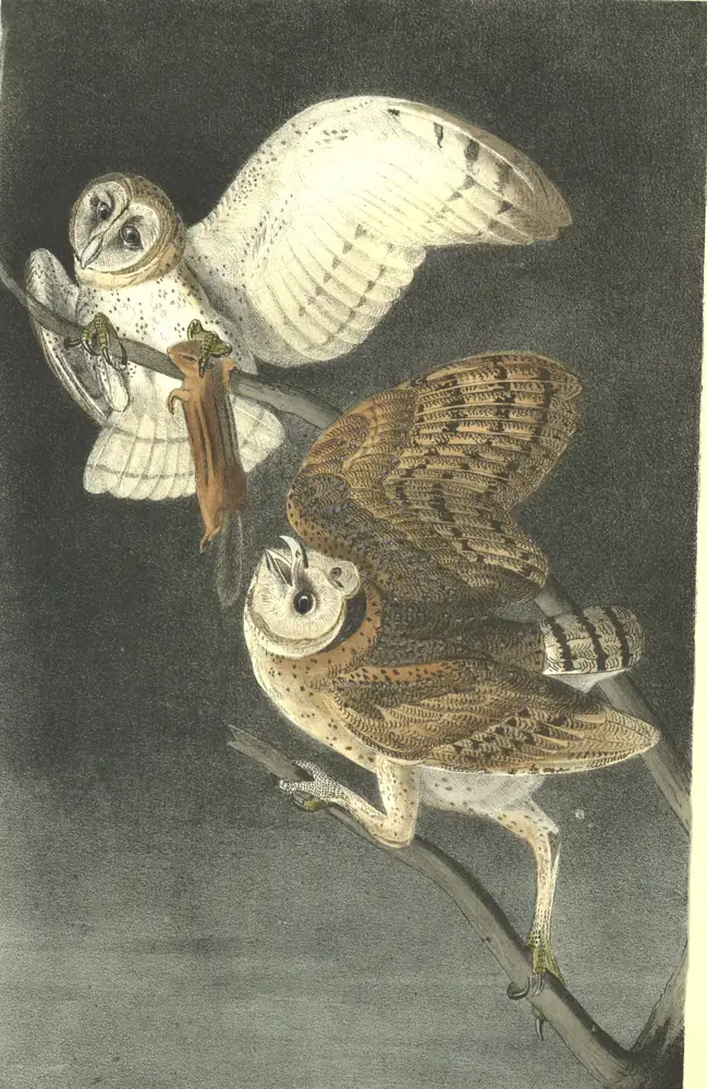 Two Barn Owls with pale heart-shaped faces against a dark background, one holding a small mammal in its foot