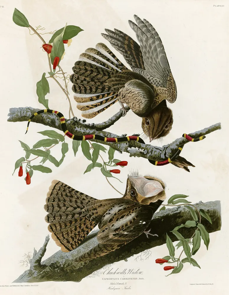 Two mottled brown Chuck-will's-widows on a branch, one with its huge mouth open, beside a red, black and yellow banded snake