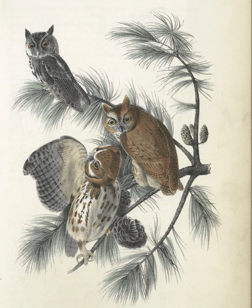 Three small eared owls on a pine branch, one gray and streaked, two rusty red, one of them spreading a wing