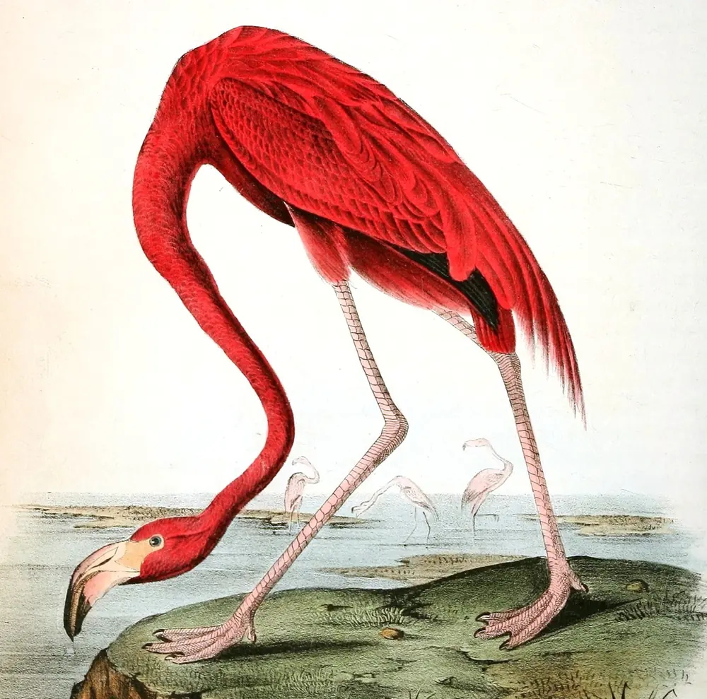 A bright red American Flamingo bending its long neck down to the shore, with more flamingos far behind