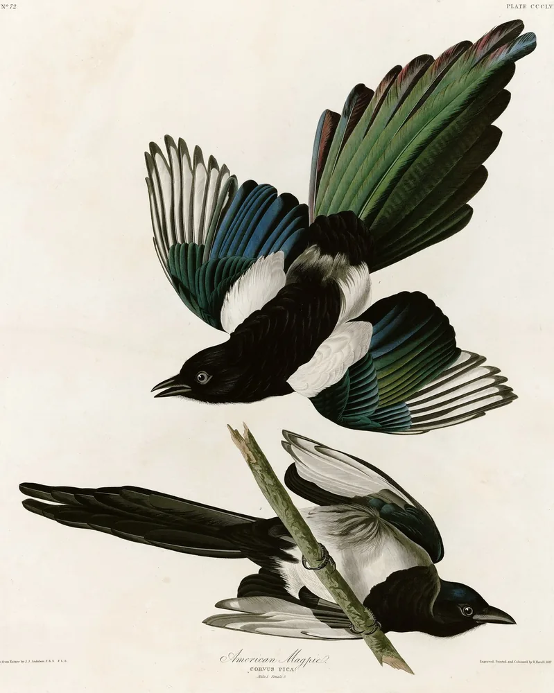 Two black-and-white magpies with long green-glossed tails, one flying above the other on a branch