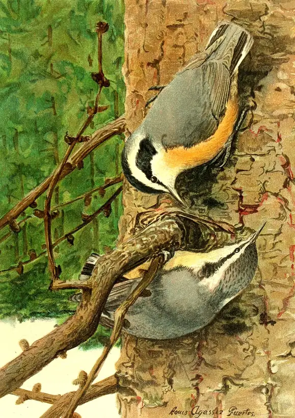 Two Red-breasted Nuthatches with black eye stripes and orange bellies climbing a tree trunk