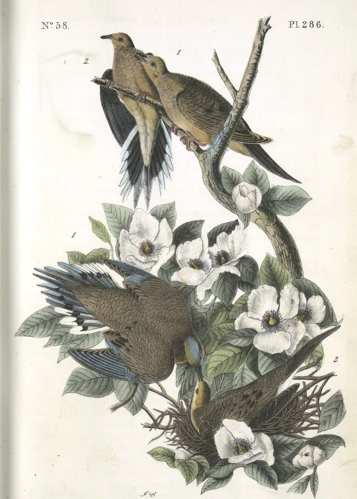Four Mourning Doves among white flowers, one pair on a branch and one pair at a nest