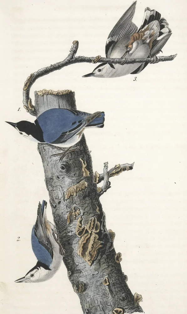 Three White-breasted Nuthatches with blue-grey backs climbing head-first on a tree trunk and branch