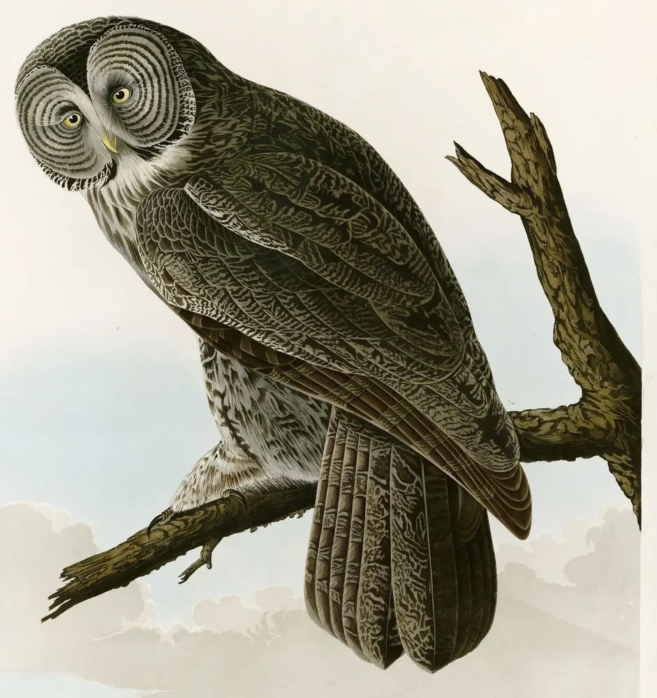 A Great Gray Owl with a round gray face of rings and yellow eyes, perched on a bare branch