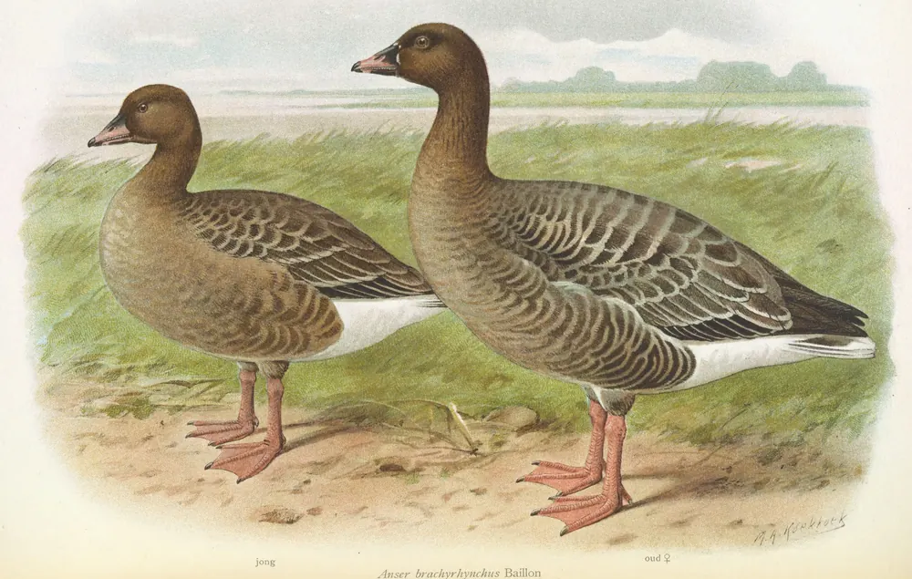 Two brown-gray geese with dark heads and pink legs standing on grass by the water