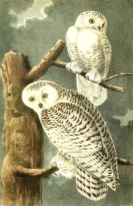 Two Snowy Owls with yellow eyes on a tree stump and branch: one nearly all white, one barred with brown