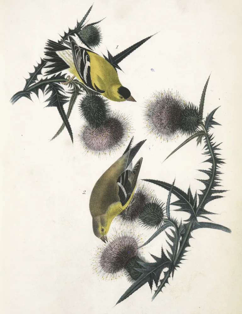 A bright yellow male American Goldfinch with a black cap and an olive female feeding on purple thistle heads