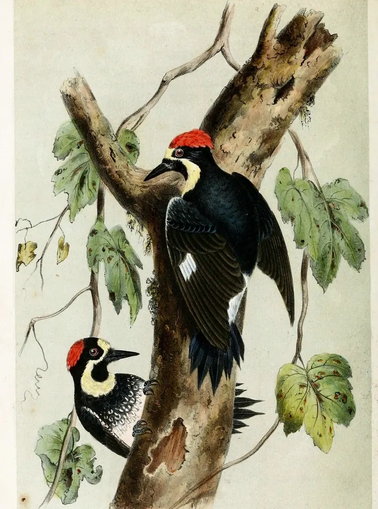 Two Acorn Woodpeckers with red caps and black-and-white faces climbing a tree trunk among vine leaves