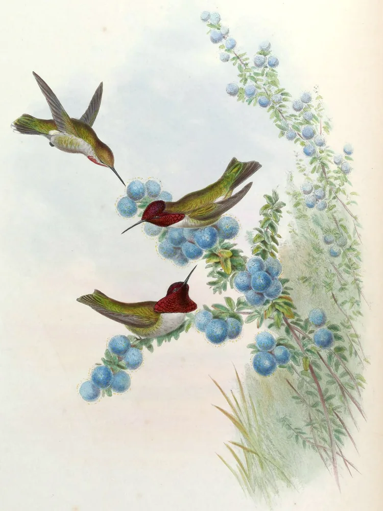 Three Anna's Hummingbirds with rose-red heads feeding at a spray of blue berries