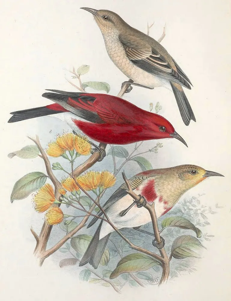 A crimson Apapane with a curved black bill perched among yellow blossoms, with two plainer birds above and below it