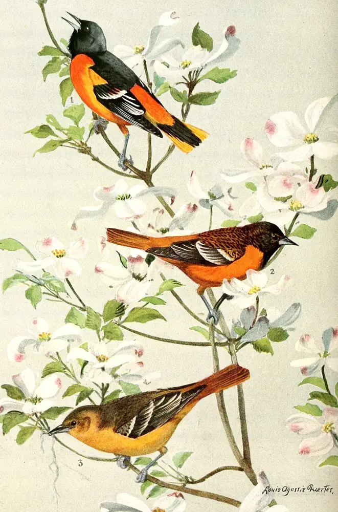 Three orange and black Baltimore Orioles among white dogwood blossoms