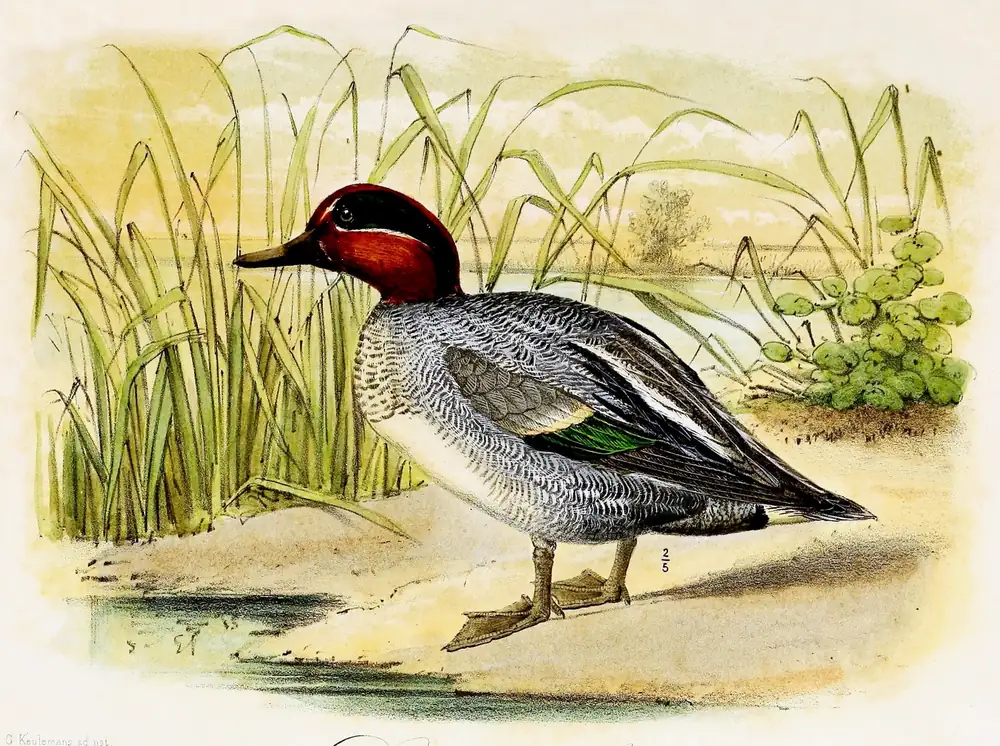 A male teal duck with a chestnut and green head standing at the edge of a reedy pond