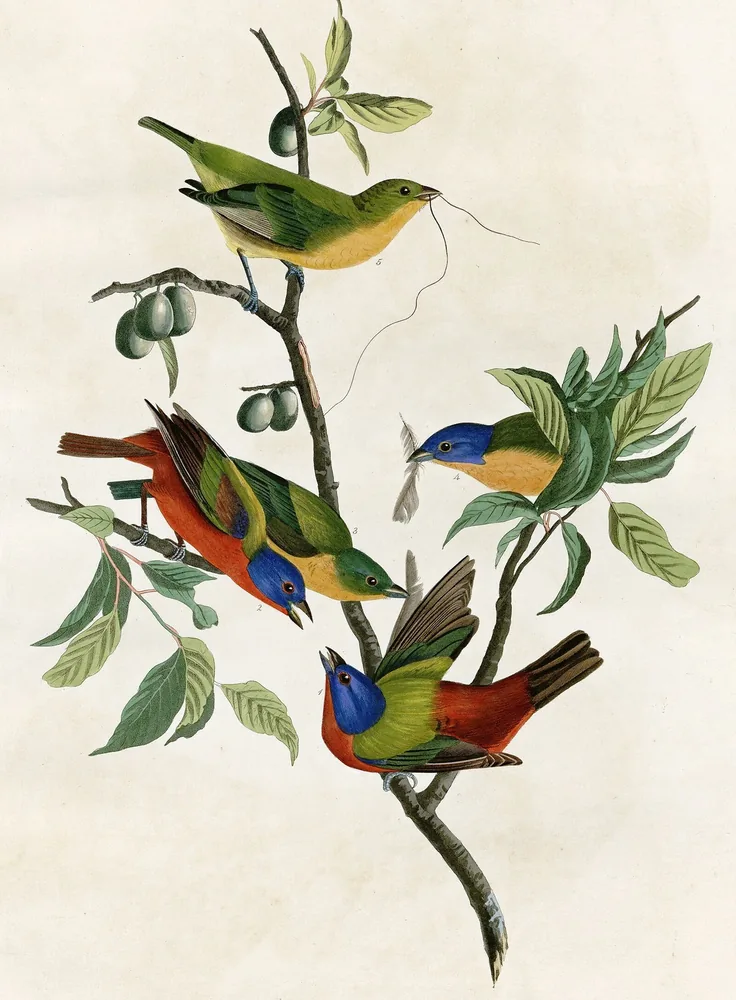 Four Painted Buntings, bright blue, green and red, perched on a leafy branch