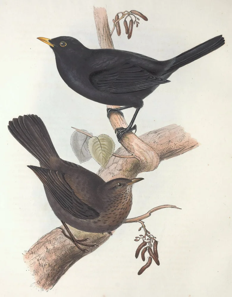 A black male blackbird with a yellow bill above a brown, speckled female, both perched on a branch with catkins