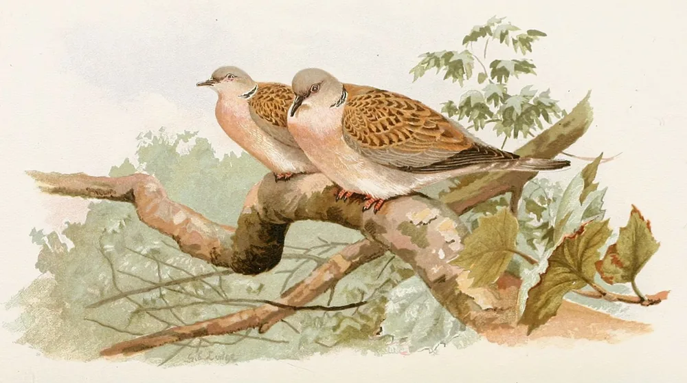 Two European Turtle Doves with pinkish breasts and scaly orange-brown wings, side by side on a branch