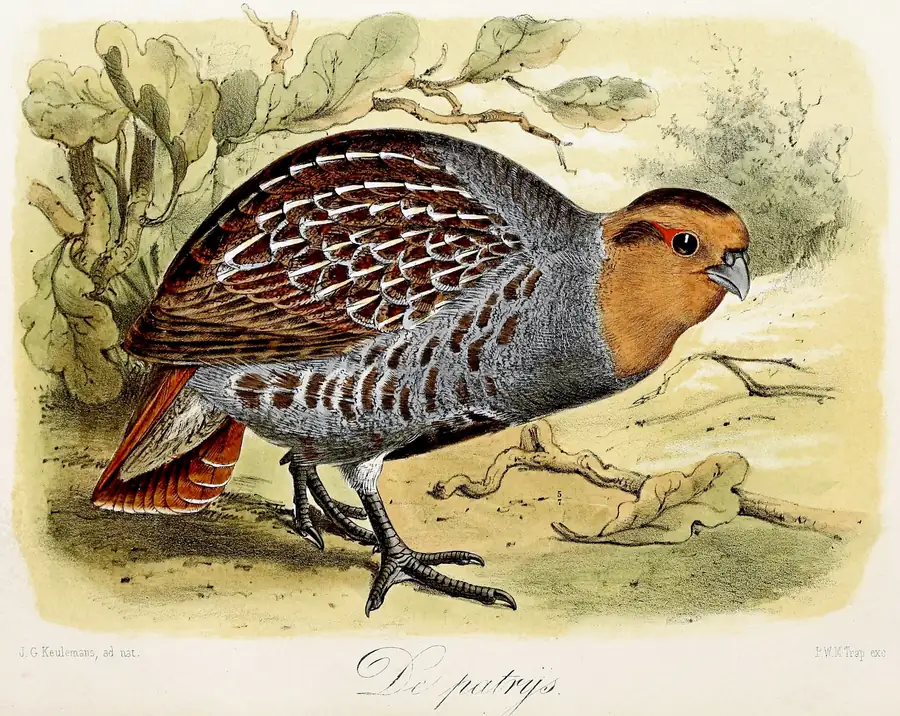 A Gray Partridge with an orange face, gray breast and chestnut-barred flanks, standing on the ground under oak leaves
