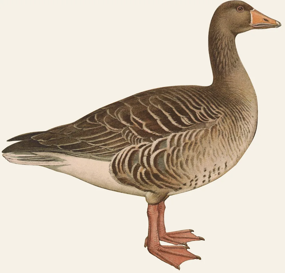 A standing Greylag Goose, gray-brown with pale-edged feathers, an orange bill and pink legs