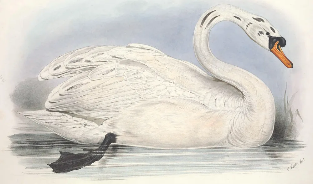 A white Mute Swan with an orange bill and a black knob, swimming with its neck curved and wings raised